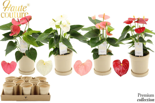 Anthurium mix 25cm 9cm Pot