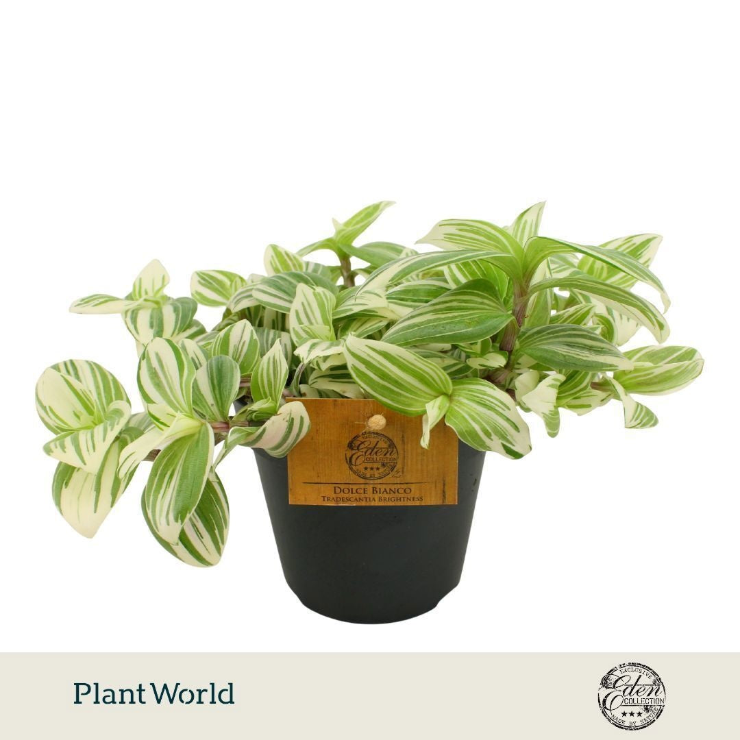 Tradescantia Brightness 20cm 12cm Pot