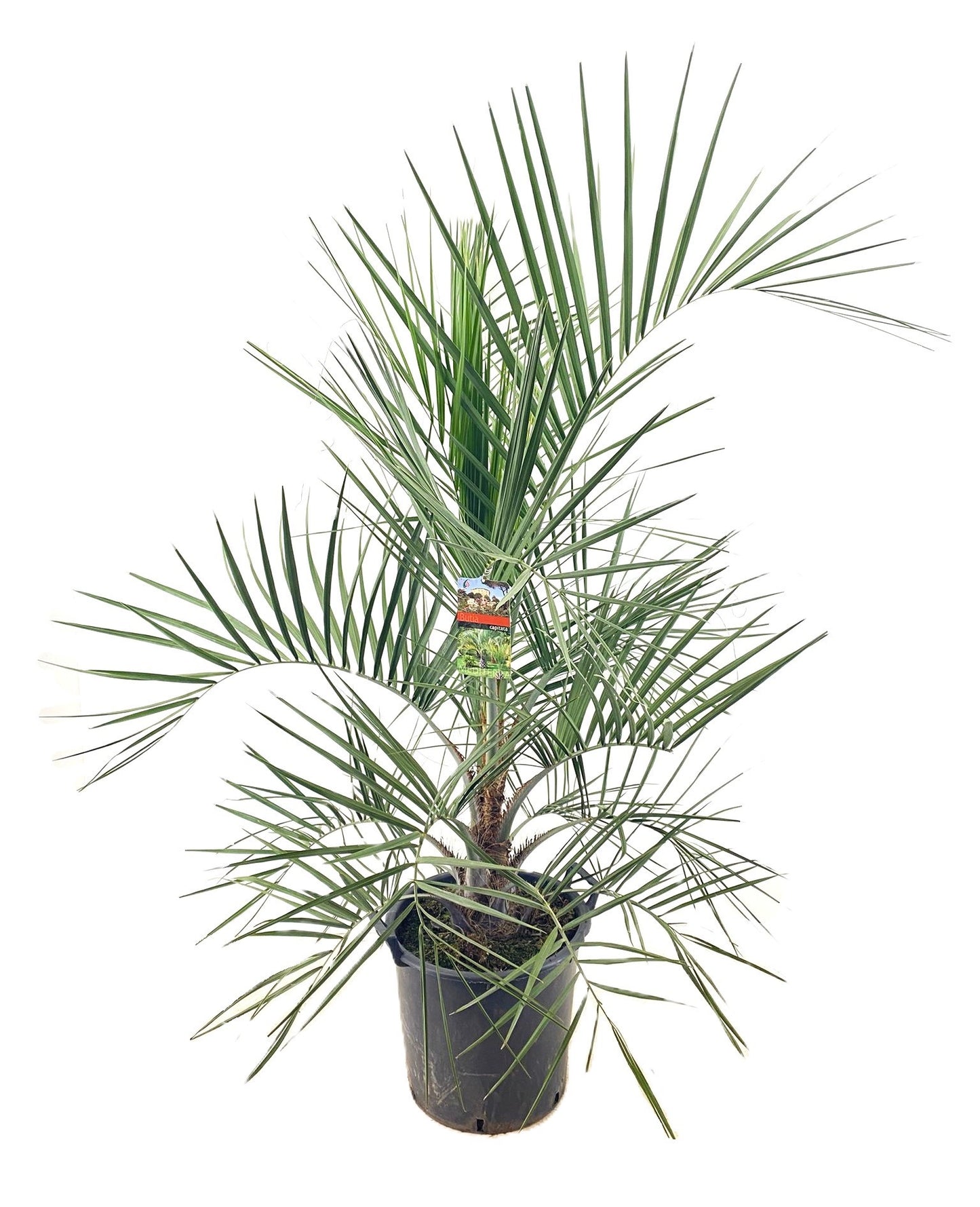 Carludovica palmata 180cm 40cm Pot
