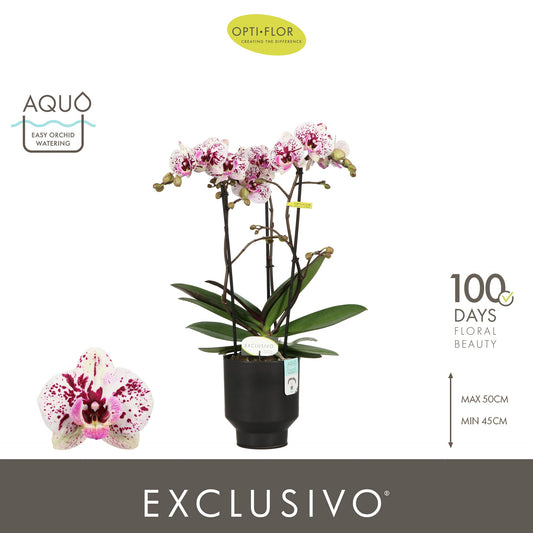 Phalaenopsis mix 45cm 12cm Pot