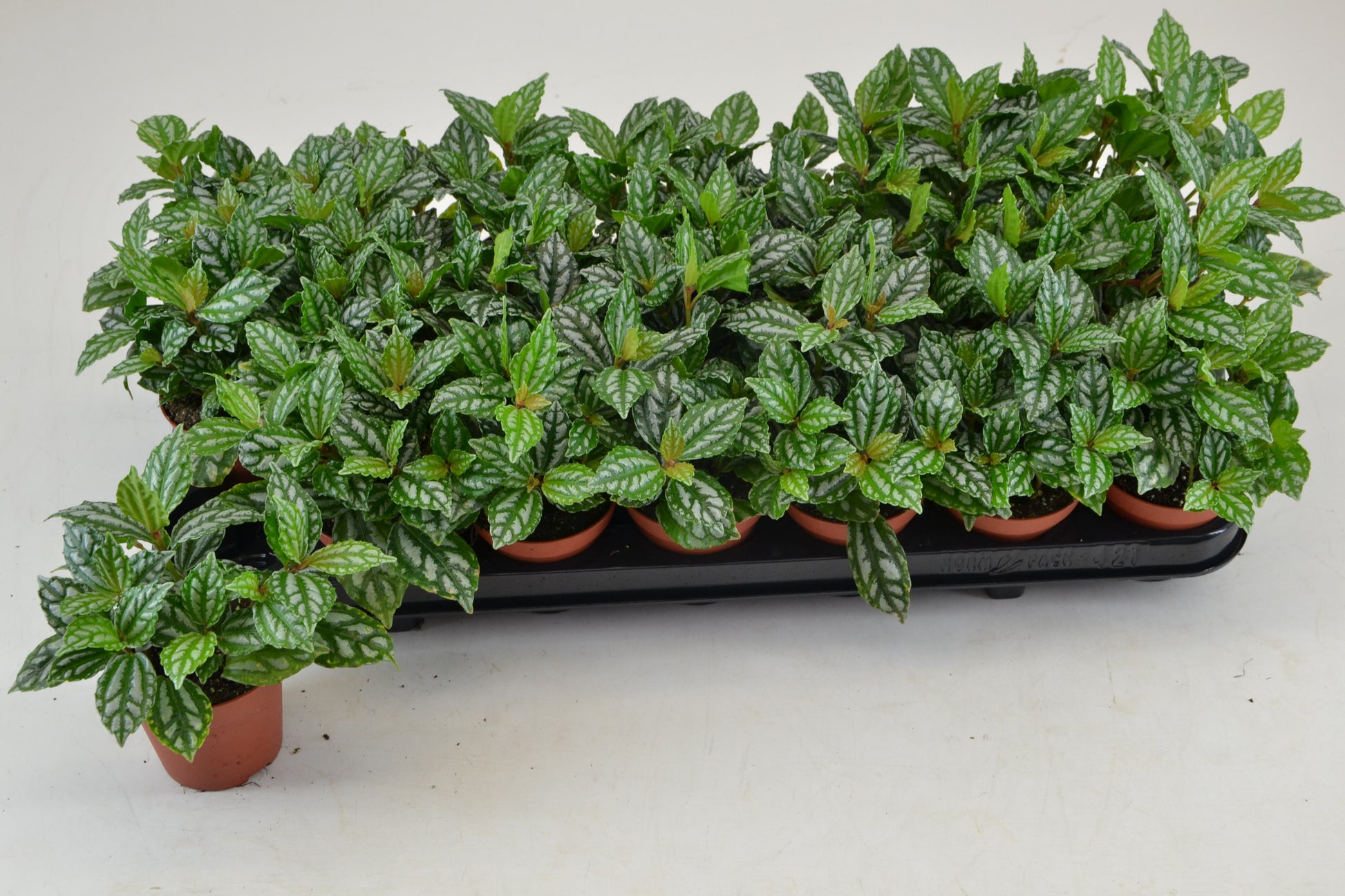 Schoenmakers Verkoop BV Pilea cadierei Pack of 21