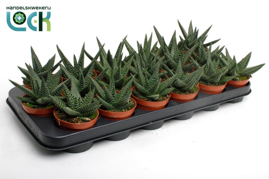 Gasterhaworthia Royal Highness 15cm 8.5cm Pot
