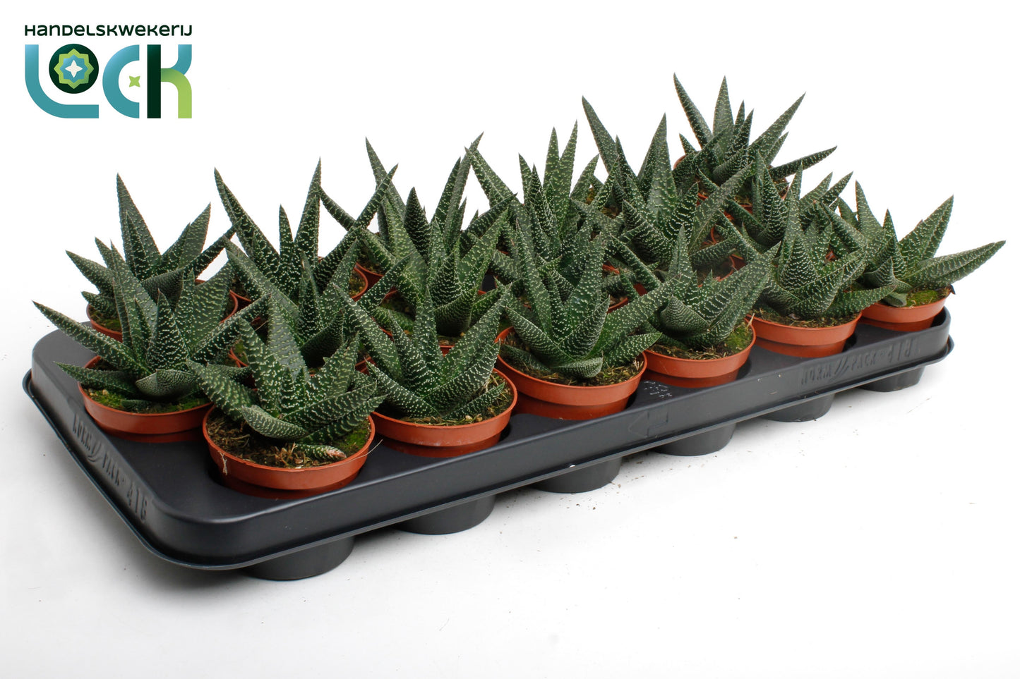 Lock, Handelskwekerij Gasterhaworthia Royal Highness Pack of 18
