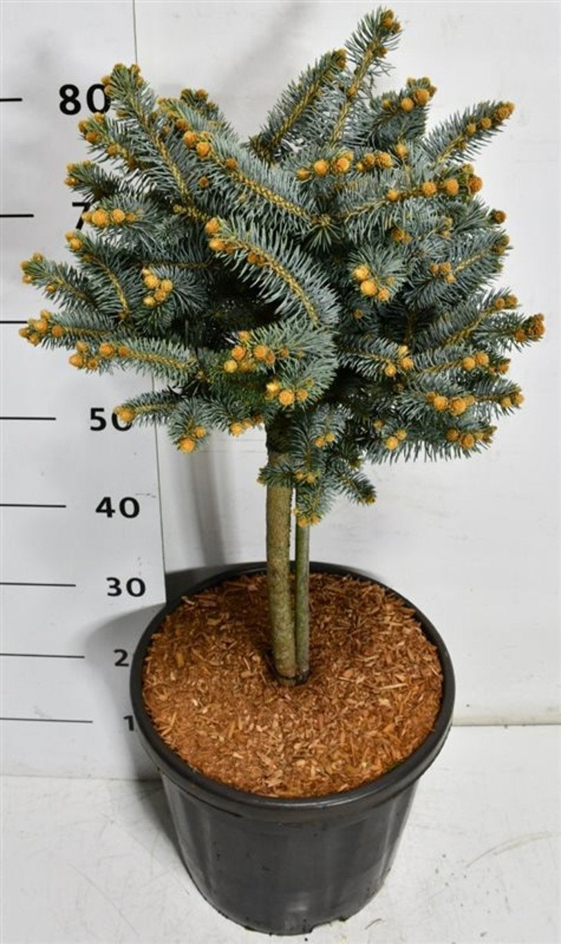 Picea pun. Glauca Globosa 90cm 38cm Pot