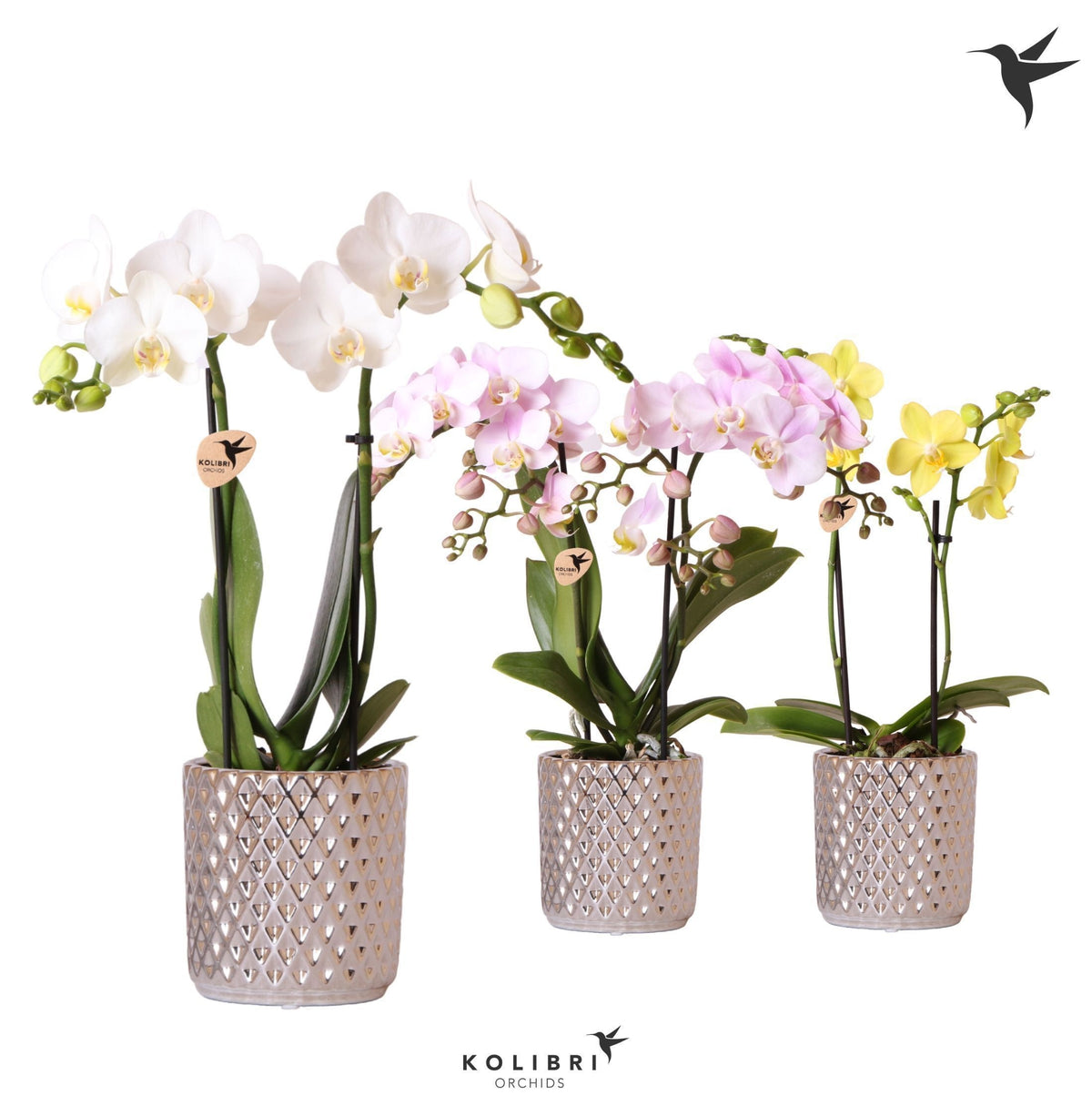 Phalaenopsis mix 40cm 9cm Pot