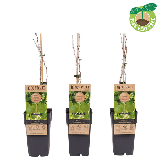 Ribes Hinnonmaki Green 50cm 15cm Pot