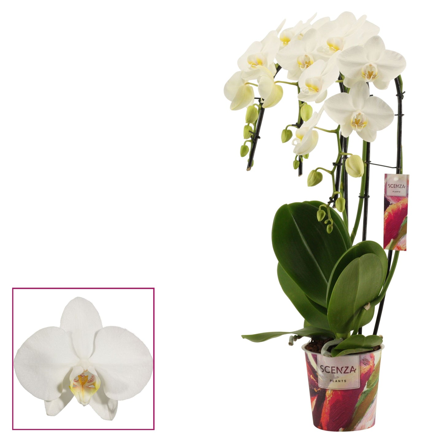 Phalaenopsis Tropic Snowball triple cascade 50cm 12cm Pot