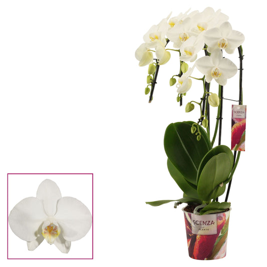 Phalaenopsis Tropic Snowball triple cascade 50cm 12cm Pot