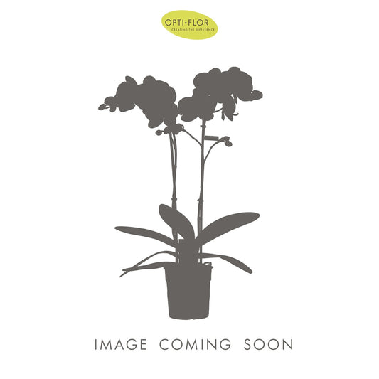Phalaenopsis mix 35cm 9cm Pot