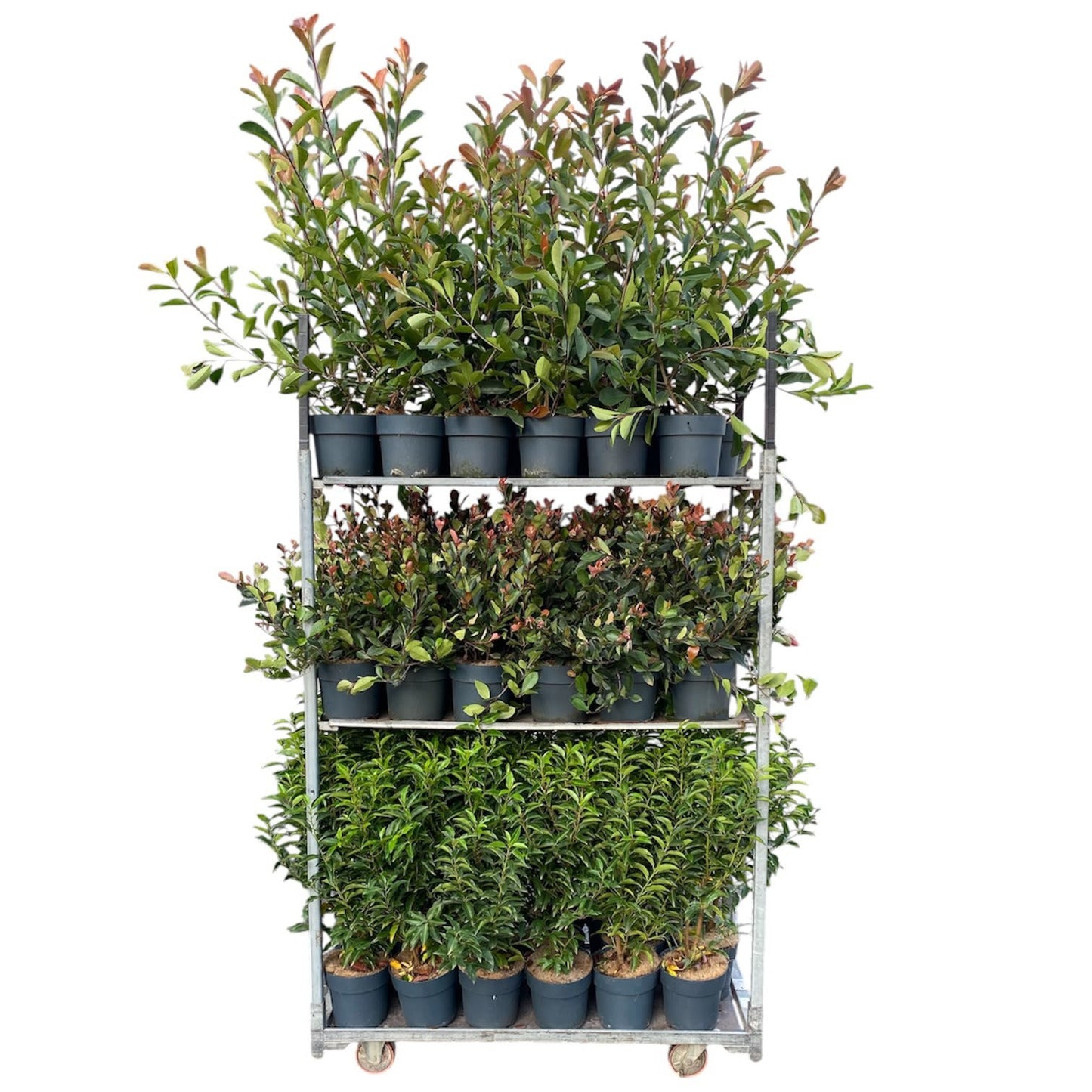 Shrubs mix 999cm 21cm Pot