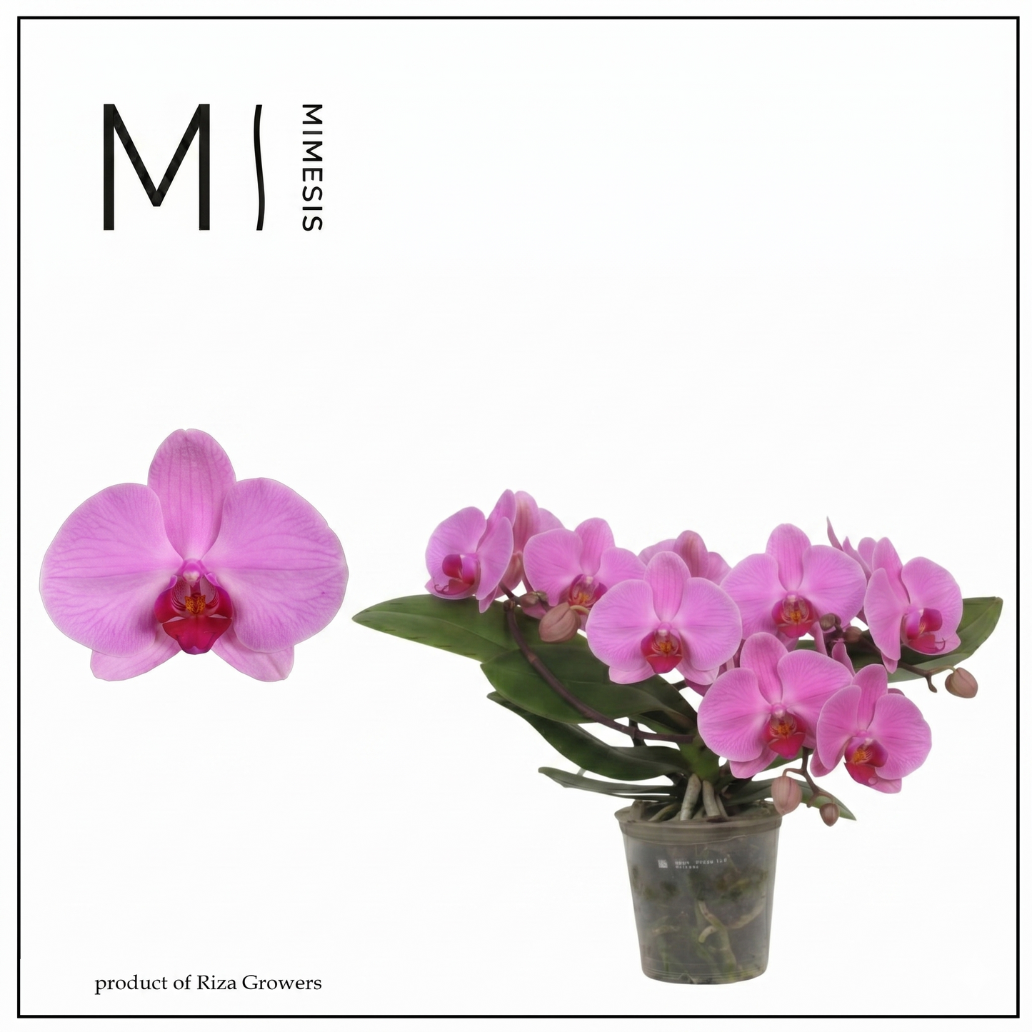 Phalaenopsis Muse Pink 35cm 12cm Pot