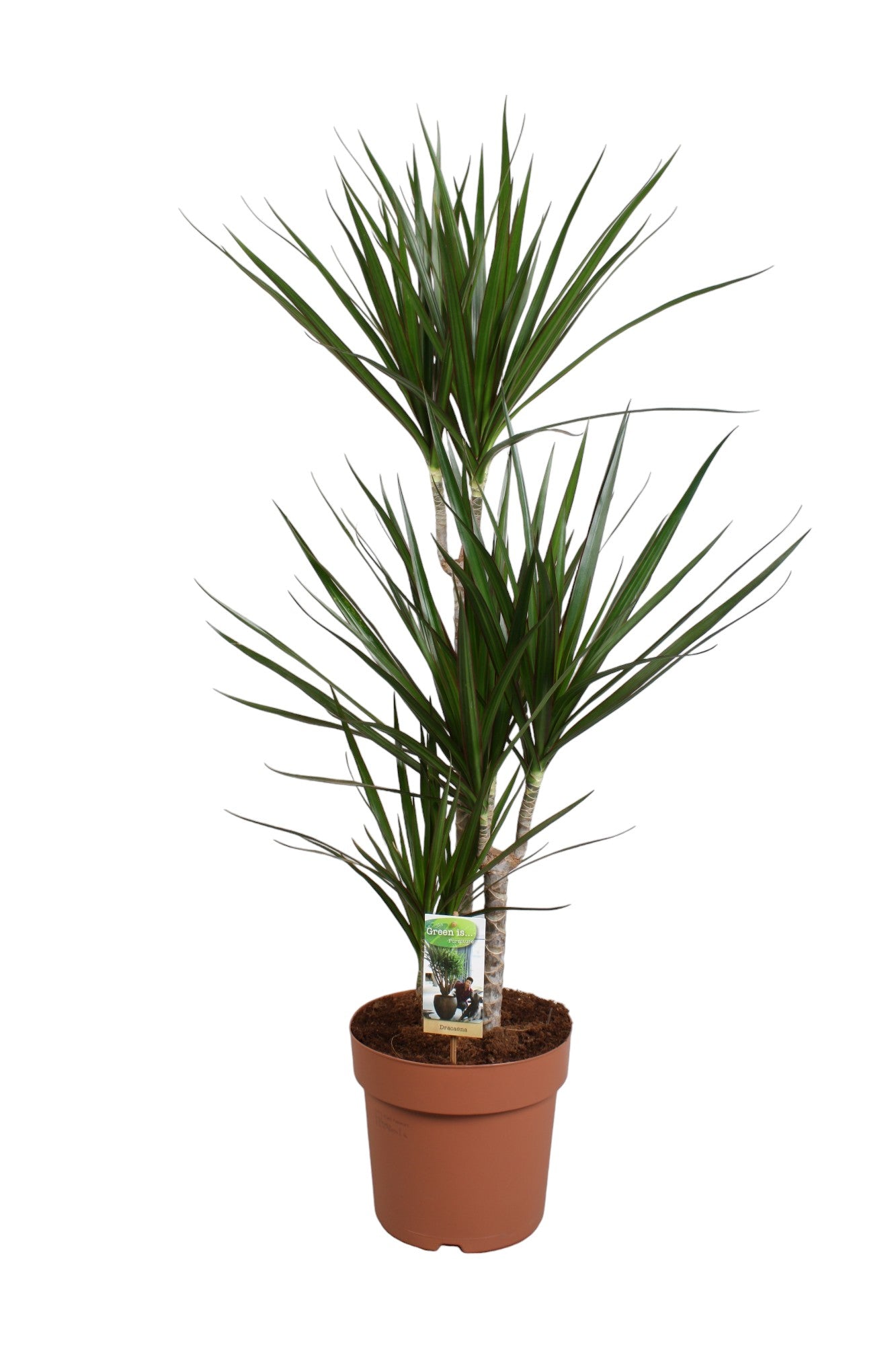Dracaena marginata 115cm 24cm Pot