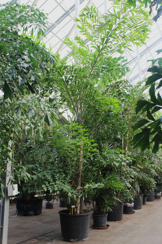 Caryota mitis 650cm 96cm Pot