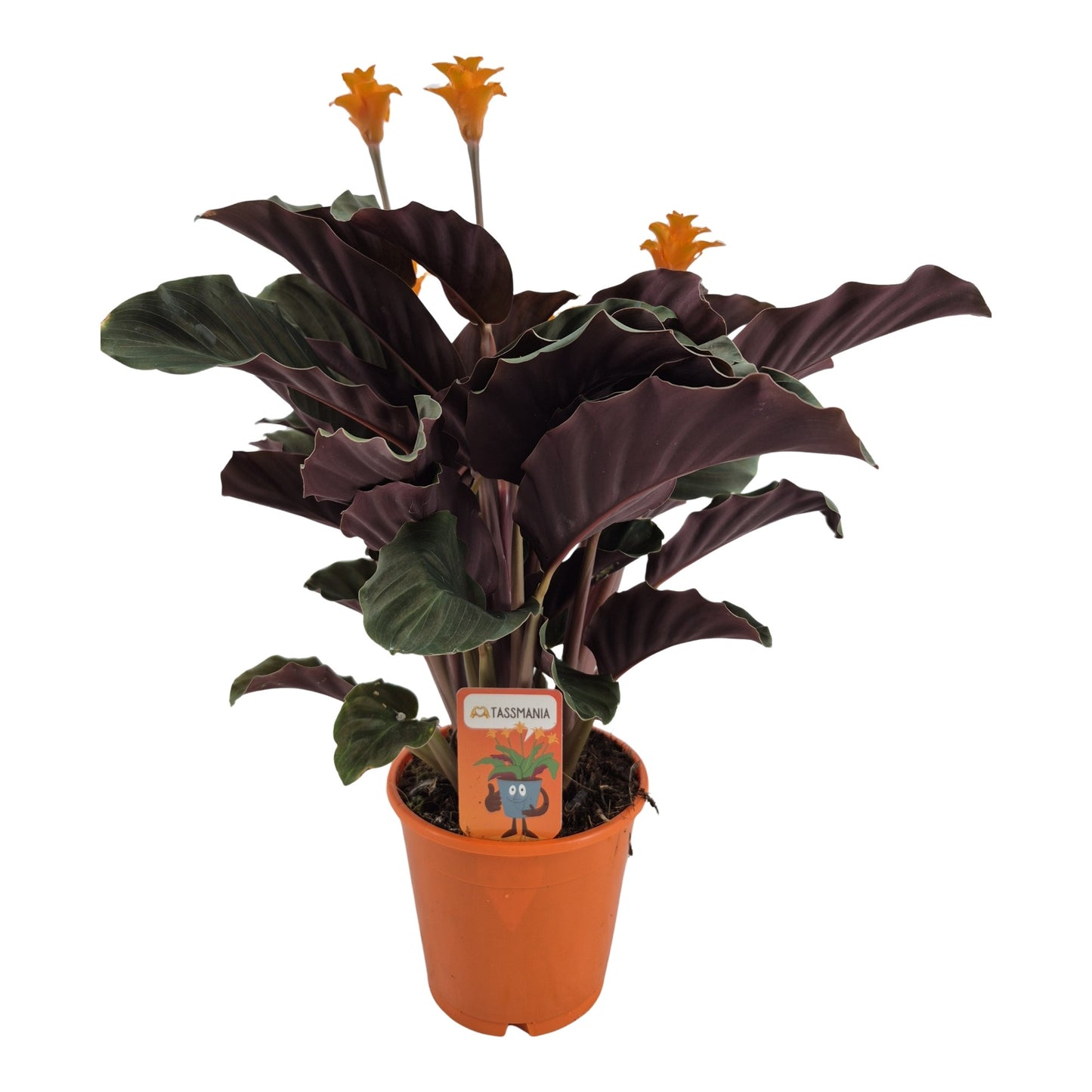Calathea Tassmania 35cm 14cm Pot