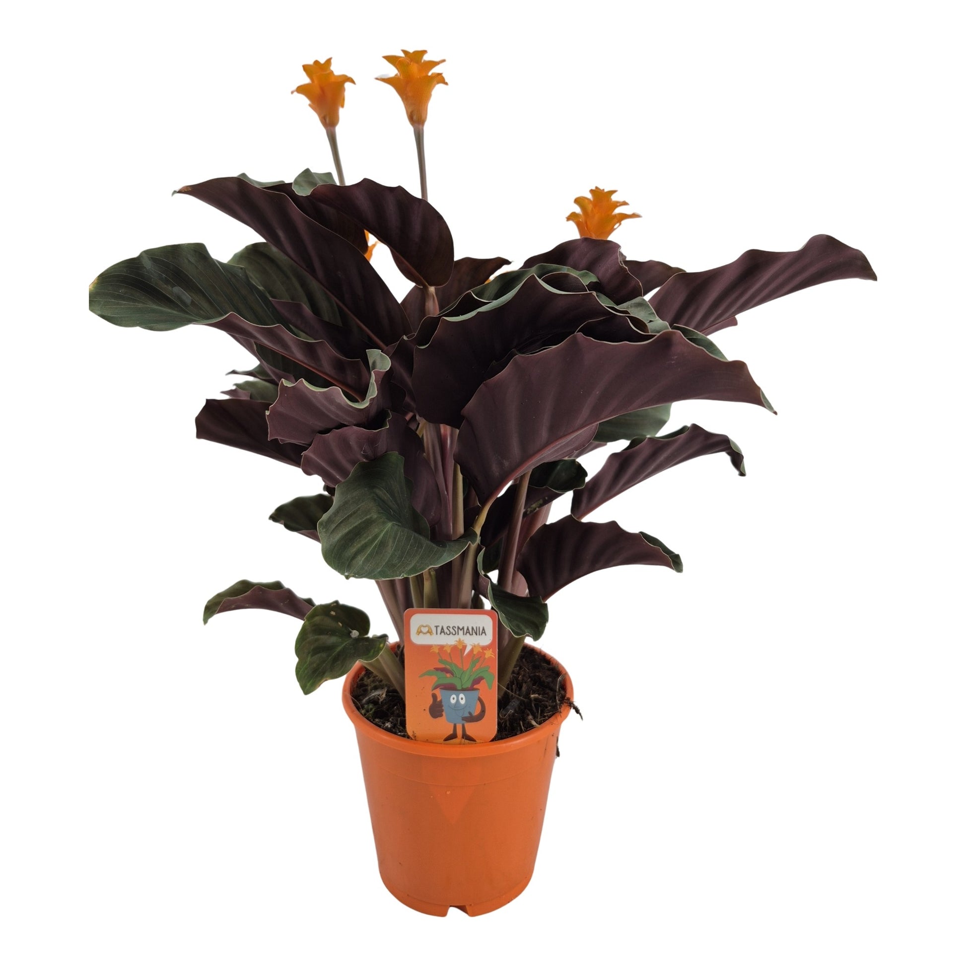 Calathea Tassmania 35cm 14cm Pot