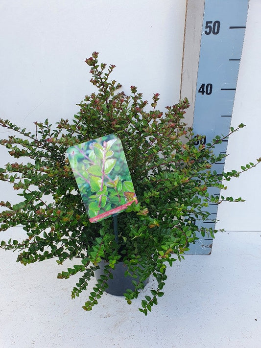 Roessel Tuinpl. VOF, B. v. Lonicera nitida Pack of 1