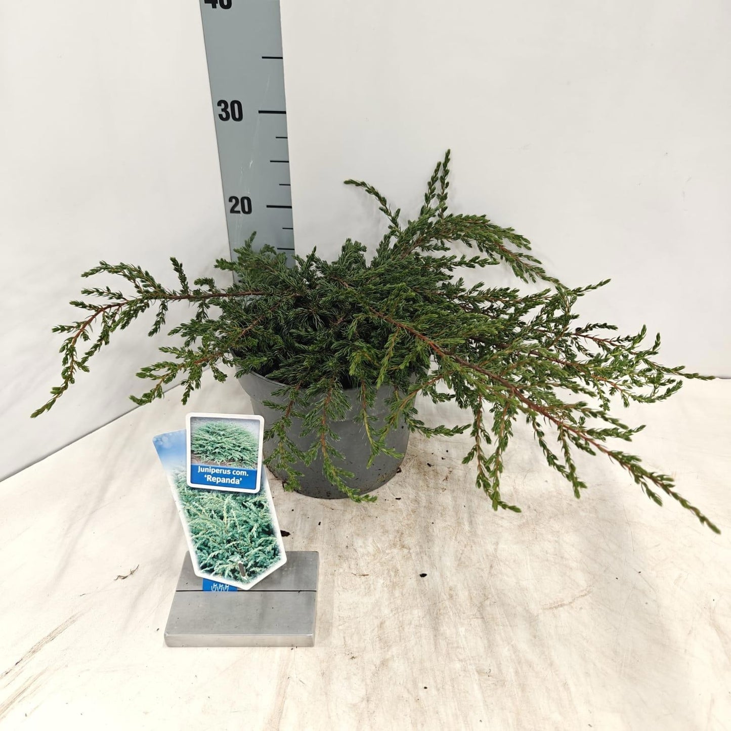 Juniperus Repanda 25cm 19cm Pot