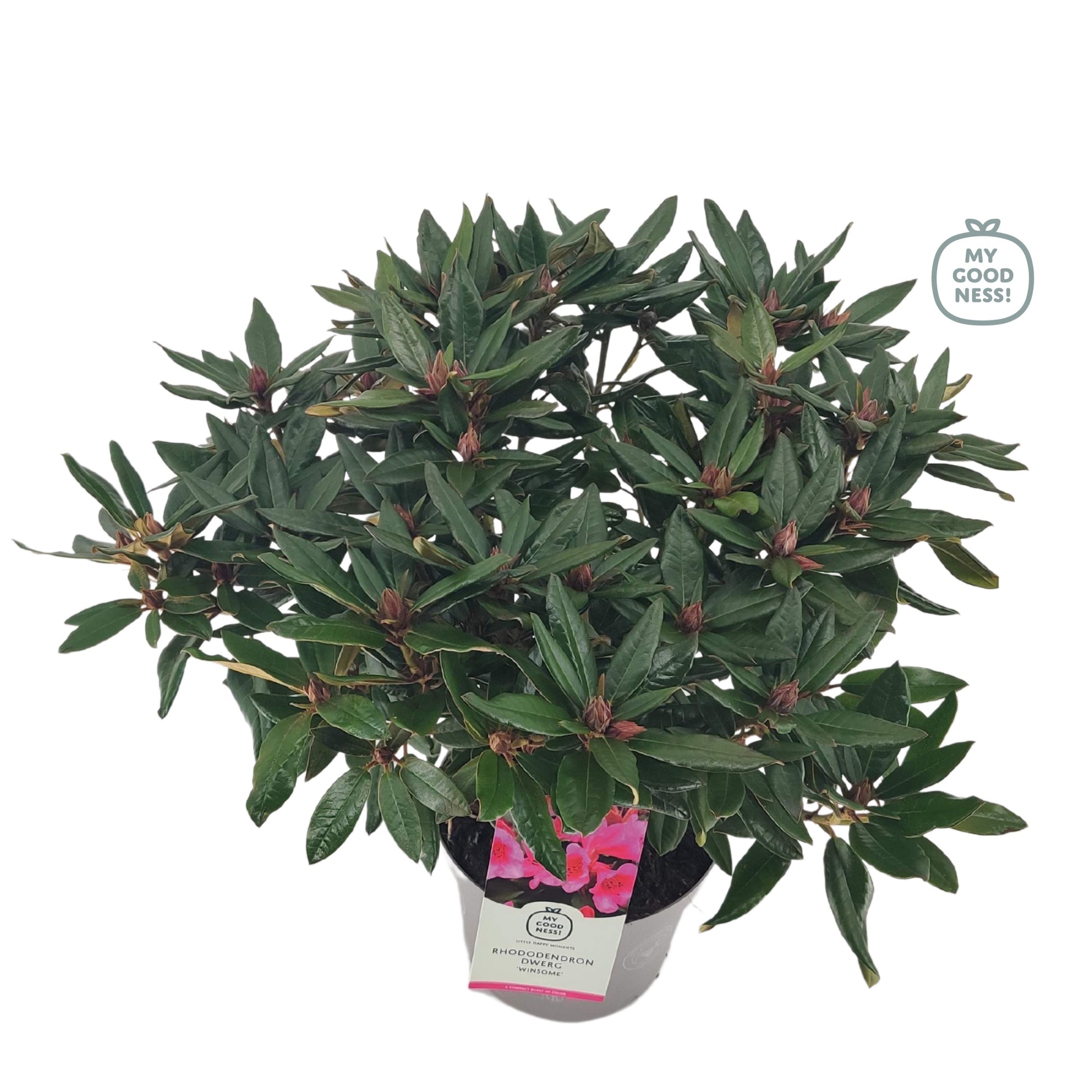 Leybaert BVBA Rhododendron Winsome Pack of 1