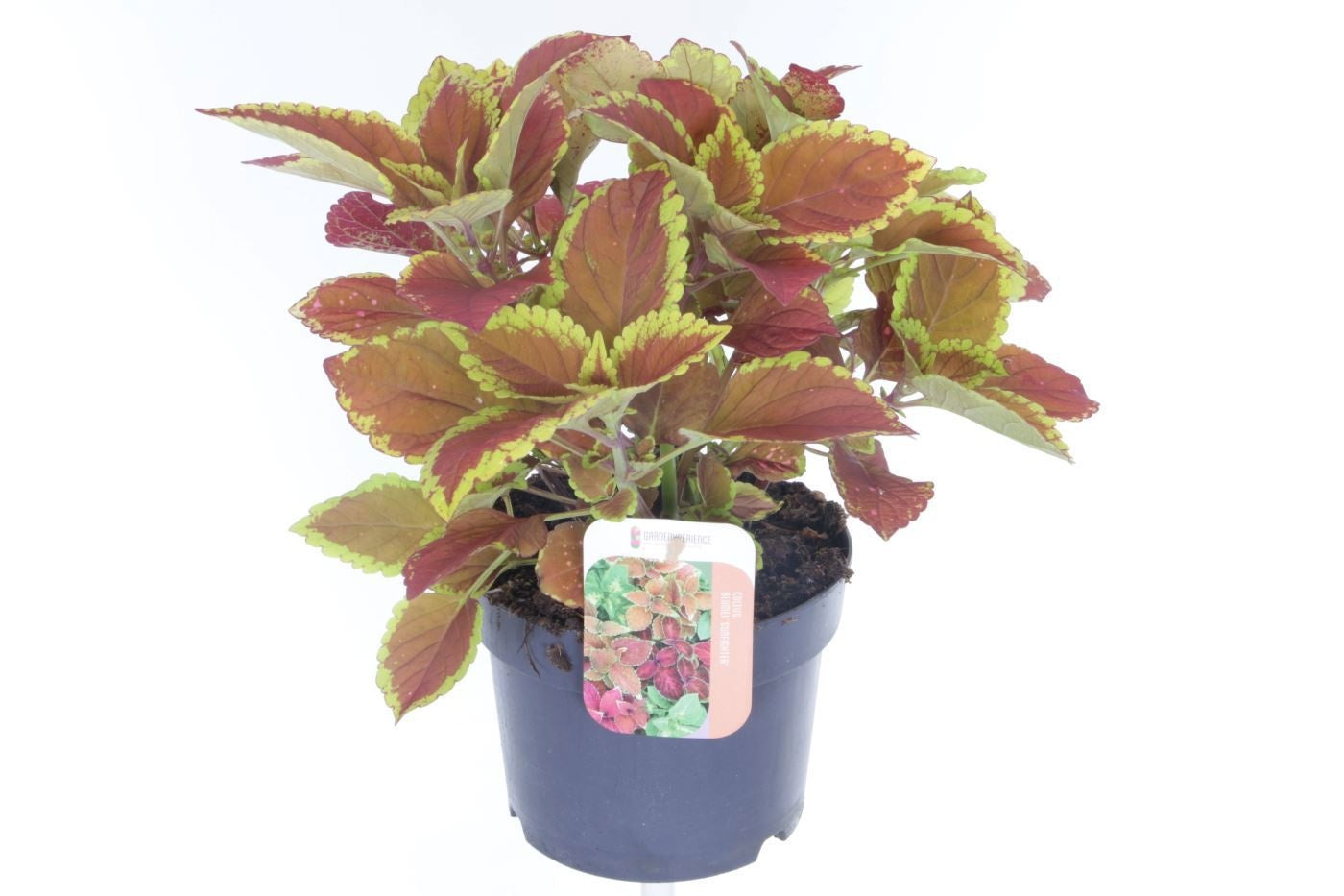Noordpoel BV, Kw. de Coleus mix Pack of 6