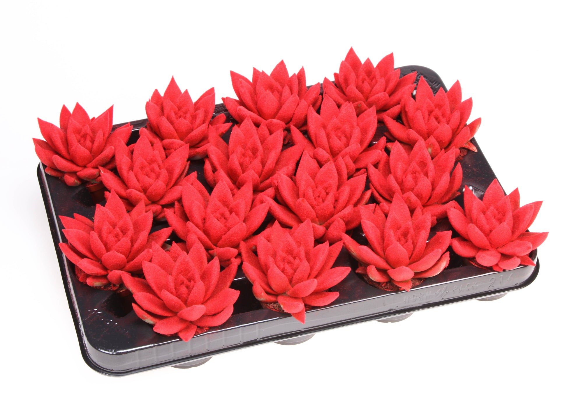 Miranda velvet red 8cm 6cm Pot