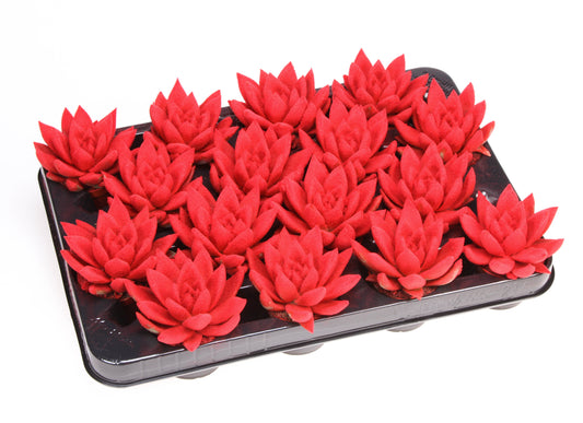 Miranda velvet red 8cm 6cm Pot