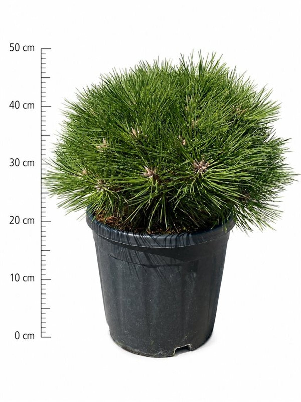 Pinus Marie Brégeon 50cm 32cm Pot