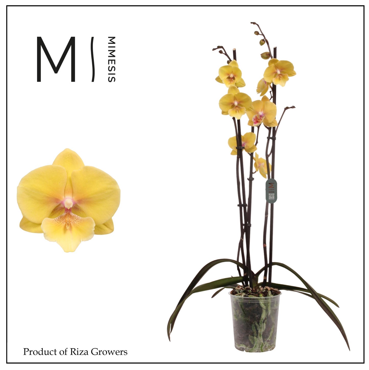 Phalaenopsis Manta Palau 70cm 12cm Pot