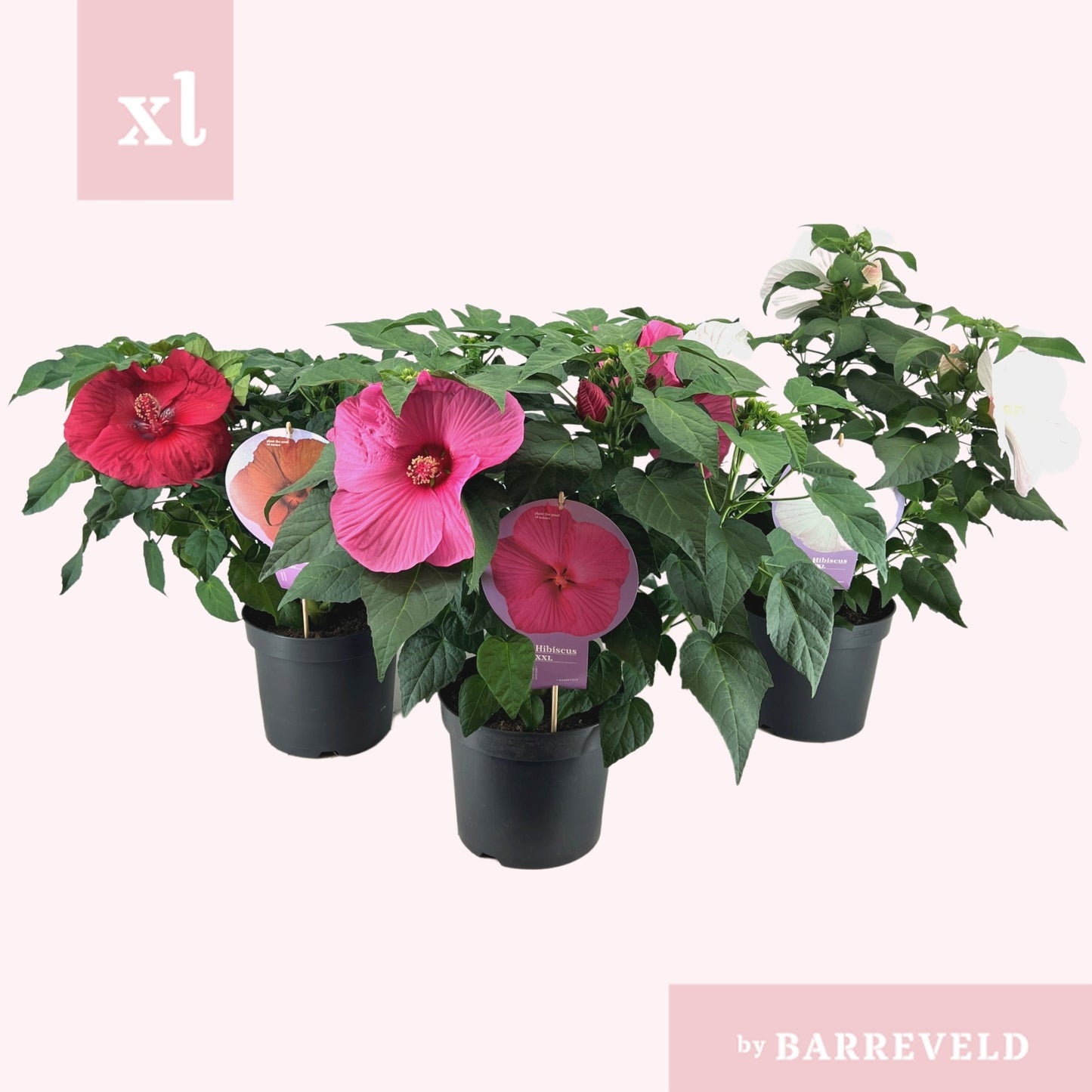 Barreveld, kwekerij de Hibiscus mos. Extreme mix Pack of 17