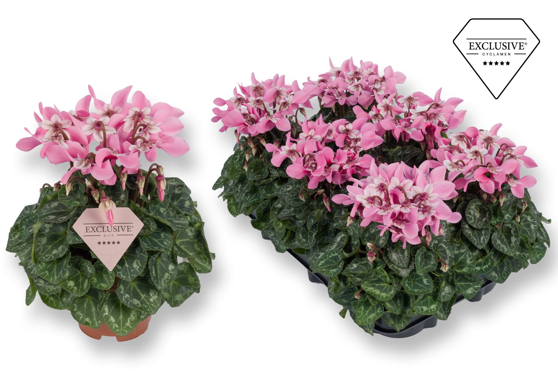 Cyclamen Djix pink 20cm 510cm Pot