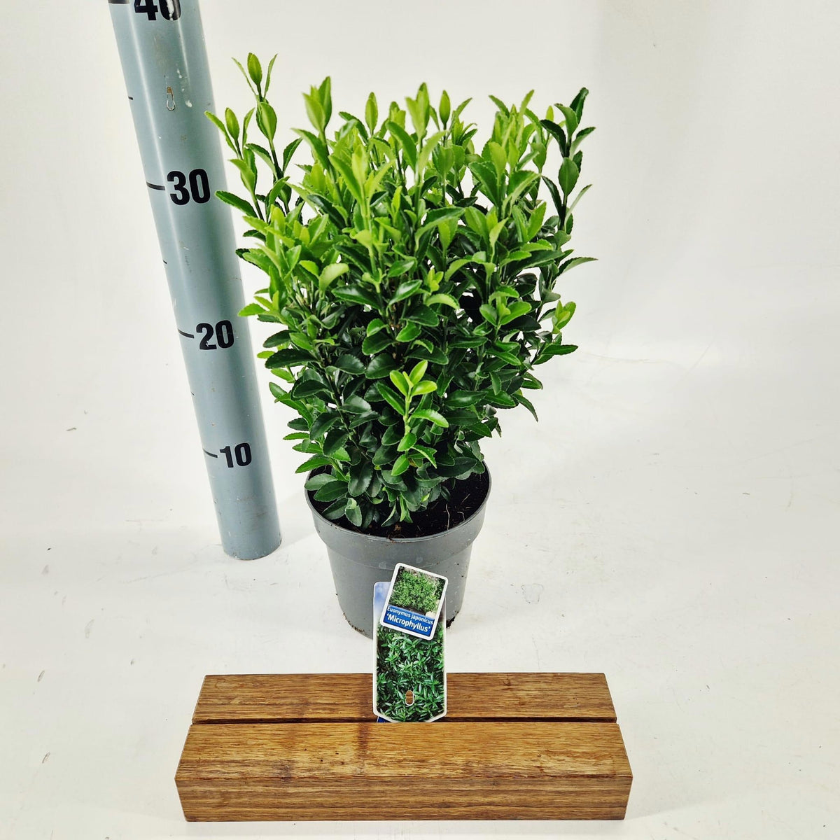 Euonymus jap. Microphyllus 20cm 13cm Pot