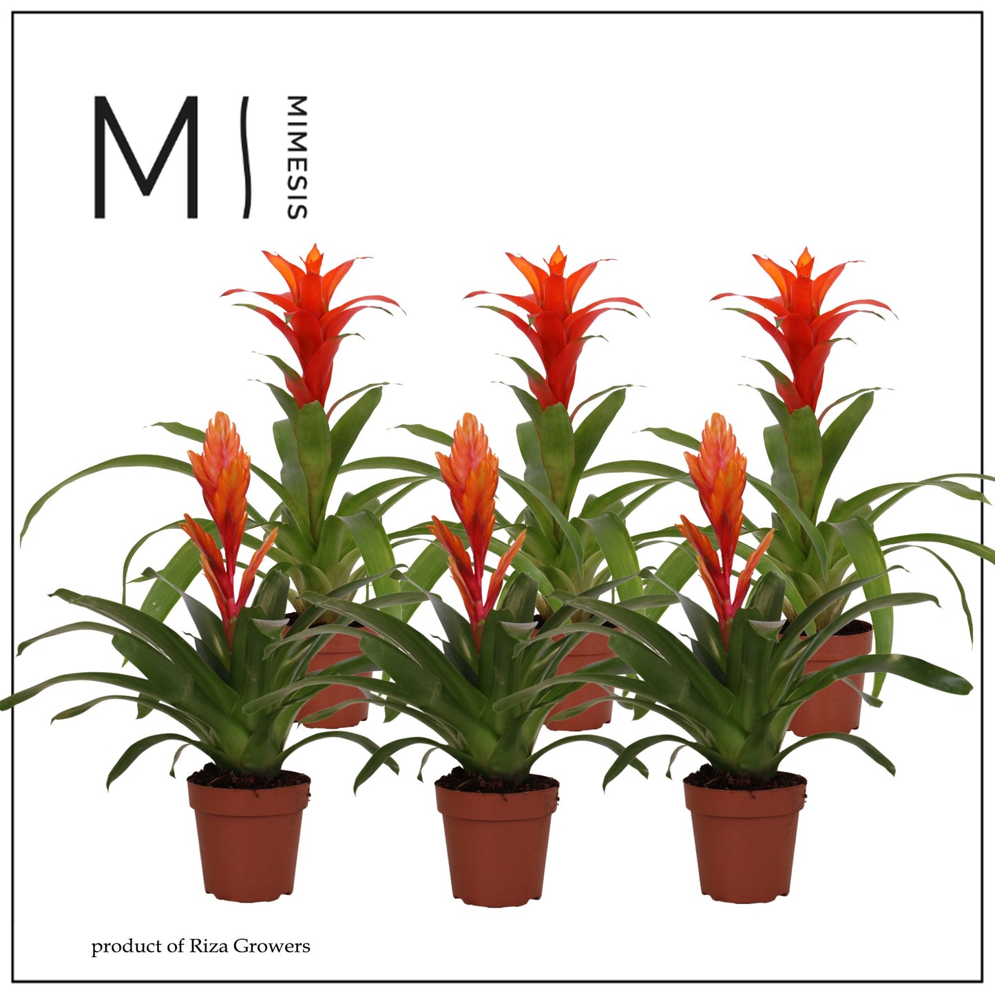 Riza Bromelia Specialist Bromelia Orange Pack of 10
