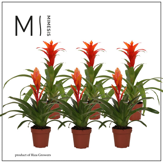 Bromelia Orange 45cm 12cm Pot