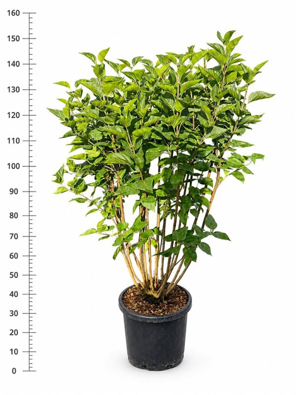 Bloemenkampen BV, Hkw. de Syringa vulgaris Charles Joly Pack of 1