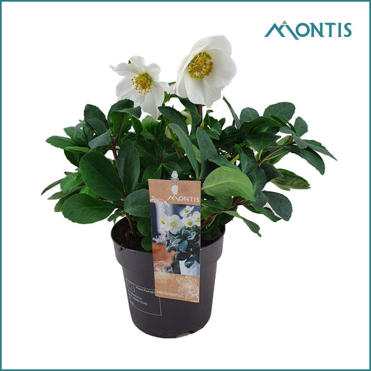 Helleborus niger Christmas Carol 34cm 15cm Pot