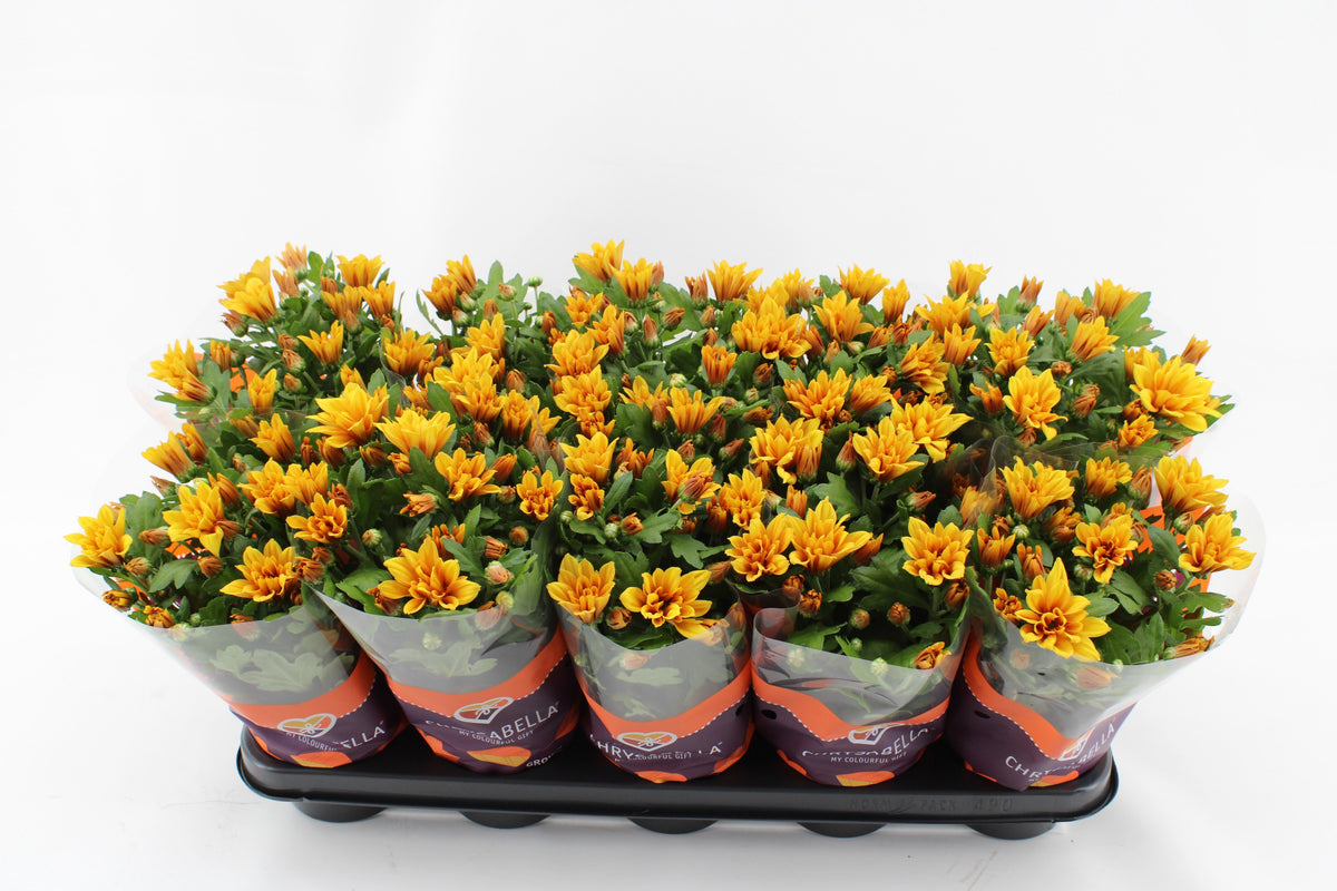 Chrysanthemum Heat 26cm 12cm Pot