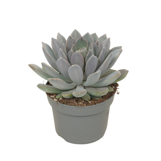 Pachyphytum Draco 15cm 13cm Pot