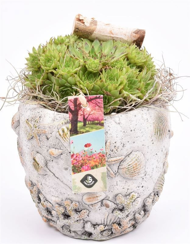 arr. Sempervivum 12cm Pot
