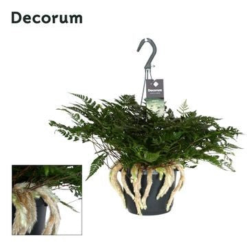 Davallia 45cm 17cm Pot