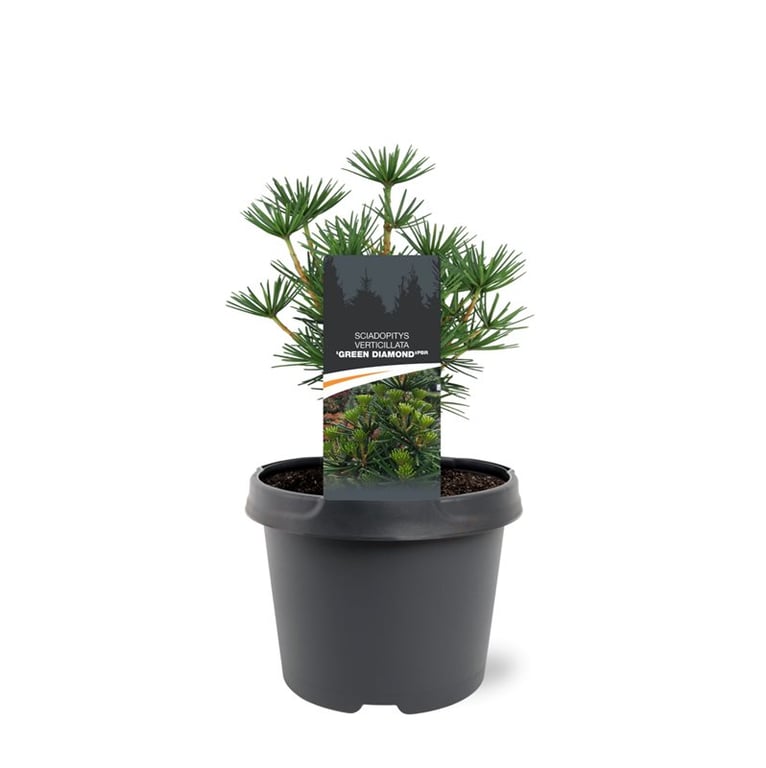 Bremmer Boomkwekerijen Sciadopitys vert. Green Diamond Pack of 1