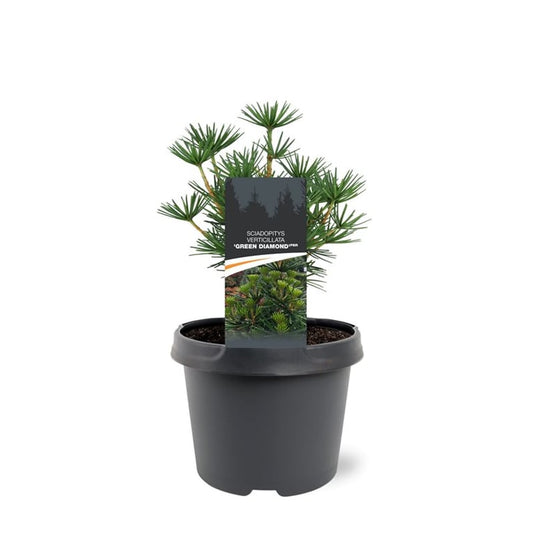 Bremmer Boomkwekerijen Sciadopitys vert. Green Diamond Pack of 1