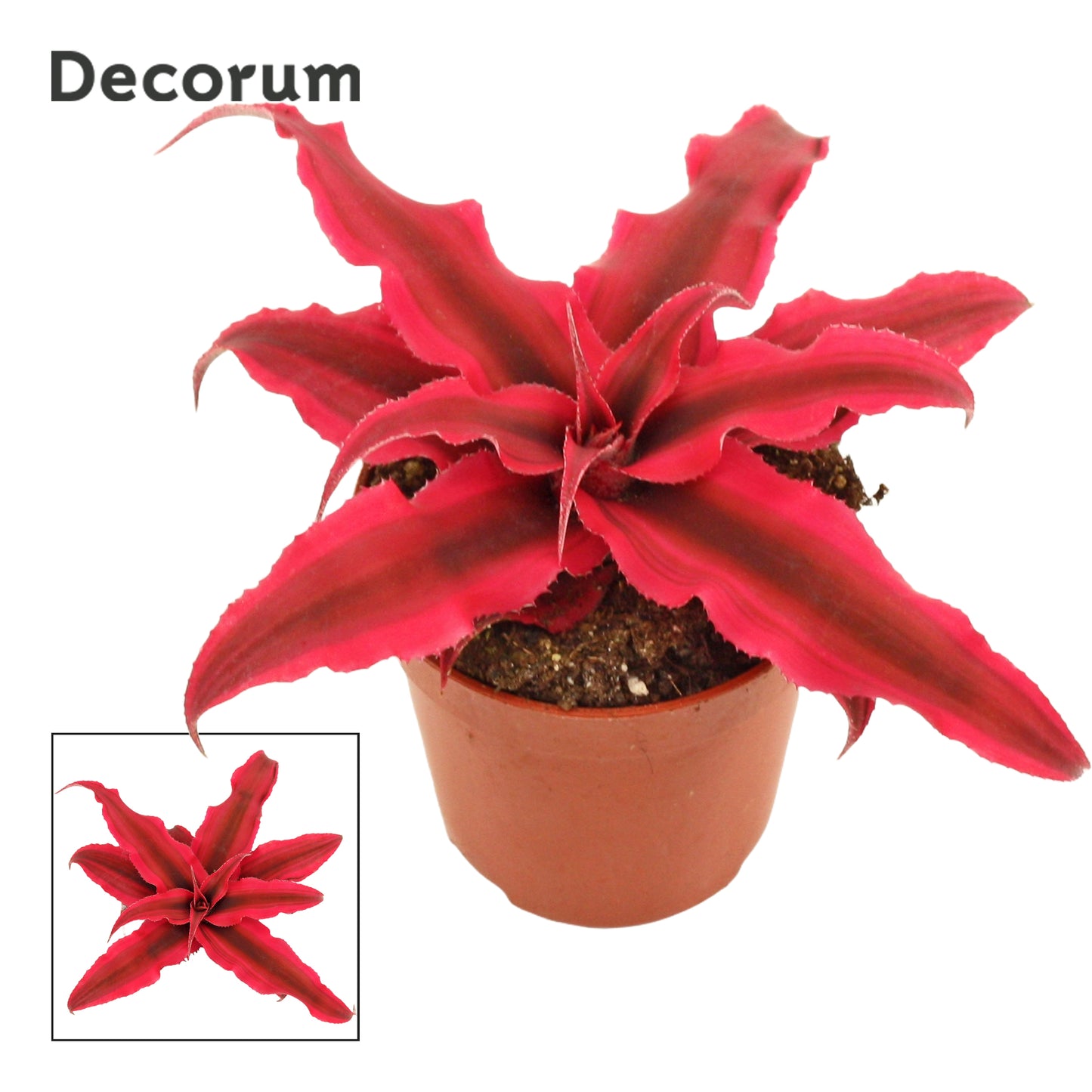 Duijn-Hove BV, kwekerij Cryptanthus Rubin Star Pack of 14