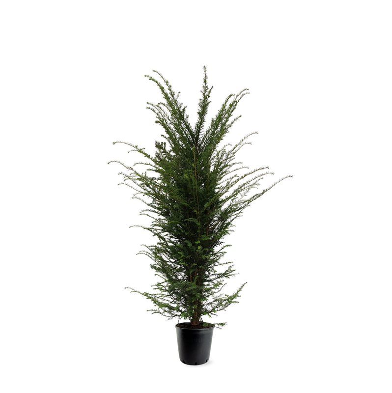 Taxus baccata 100cm 31cm Pot