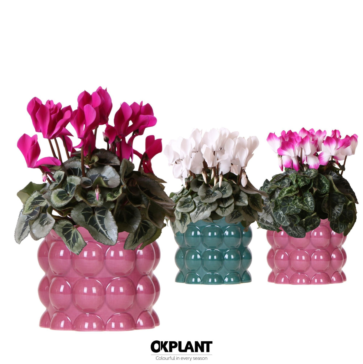 Cyclamen midi 25cm 12cm Pot