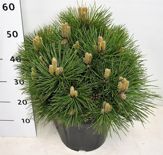 Pinus nigra Nana 55cm 32cm Pot