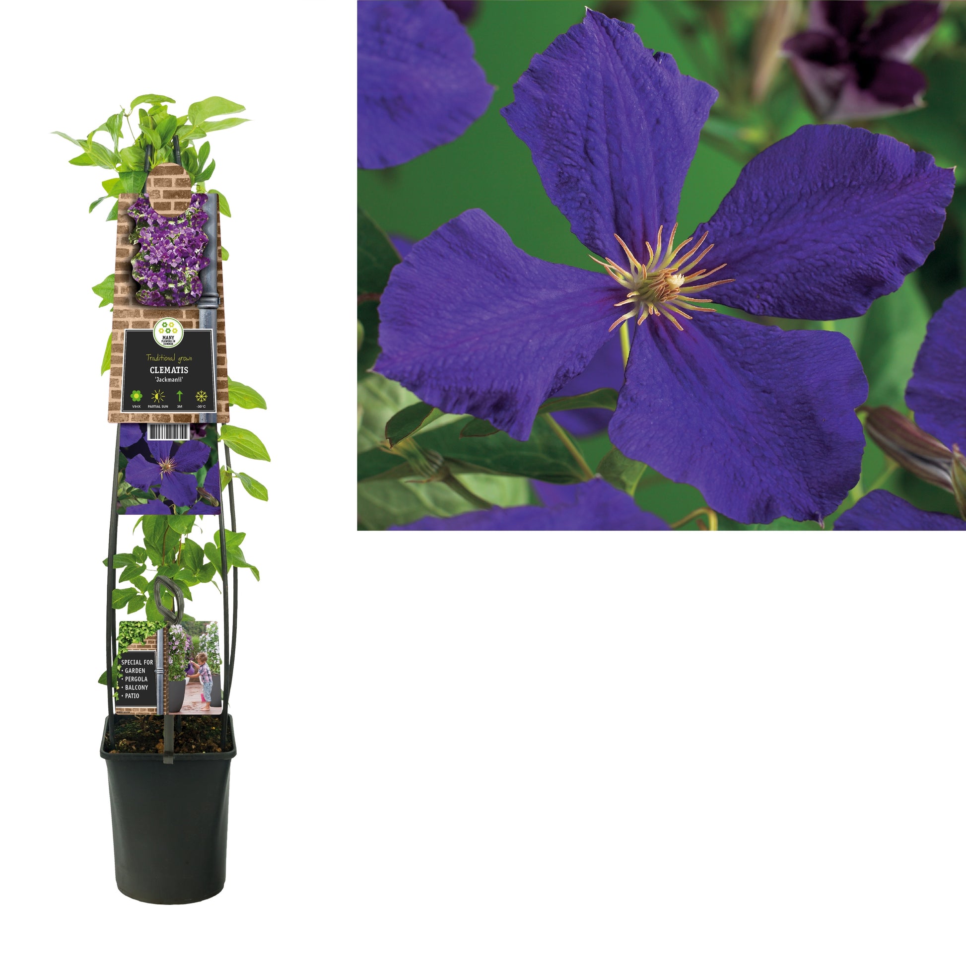 Clematis Jackmanii 115cm 23cm Pot