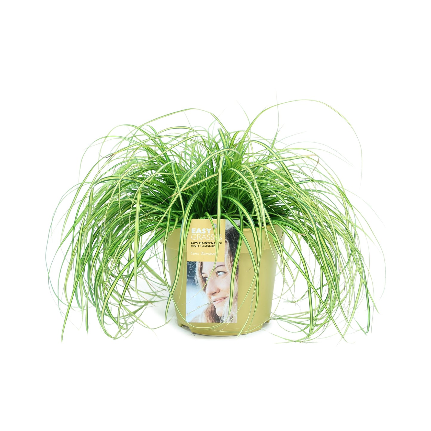Allure Tuinplanten BV i.o. Carex osh. Evercolor Eversheen Pack of 6