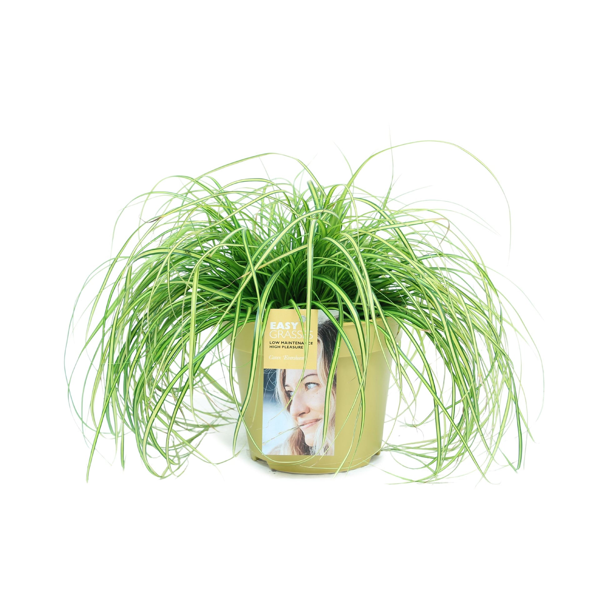 Allure Tuinplanten BV i.o. Carex osh. Evercolor Eversheen Pack of 6