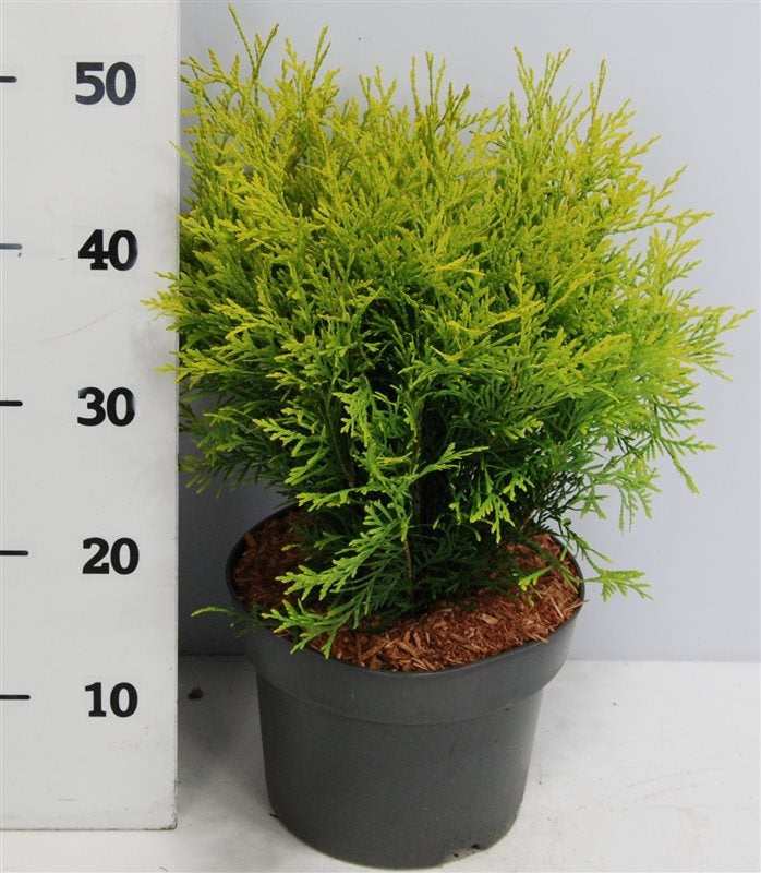 Thuja occidentalis Golden Globe 50cm 23cm Pot