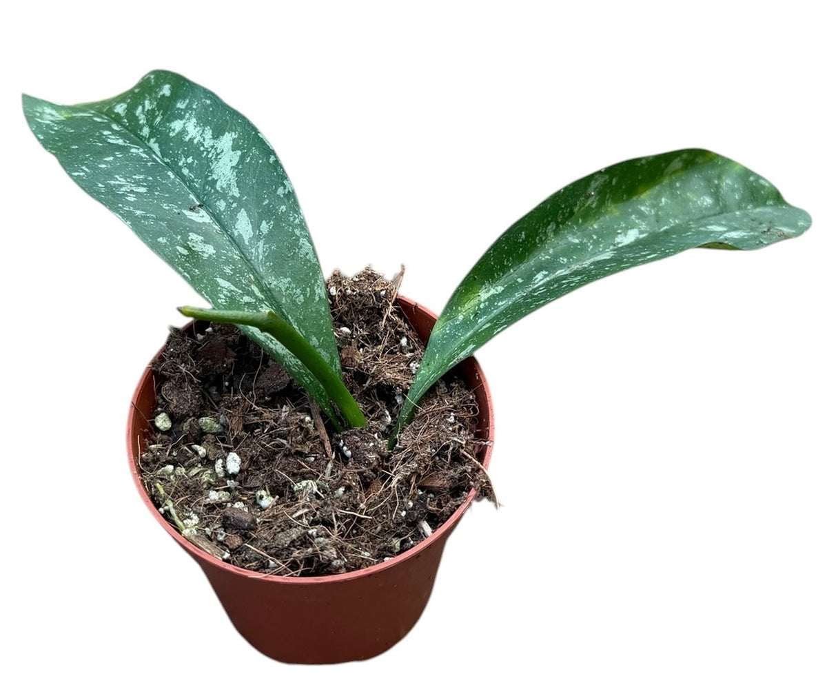 Hoya australis 10cm 8cm Pot