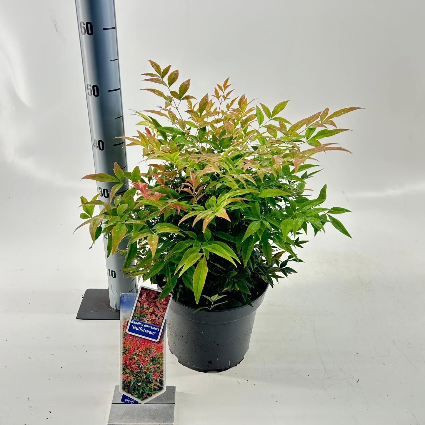 Nandina domestica 40cm 23cm Pot